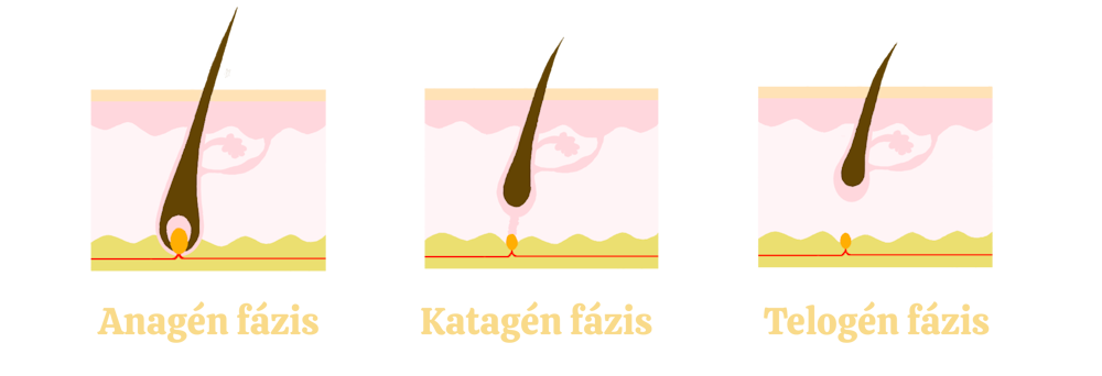 Végleges szőrtelenítés hány alkalom kell? Szőr növekedési fázisai_Bloghoz